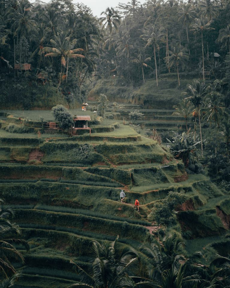 wyprawa na Bali pola ryżowe