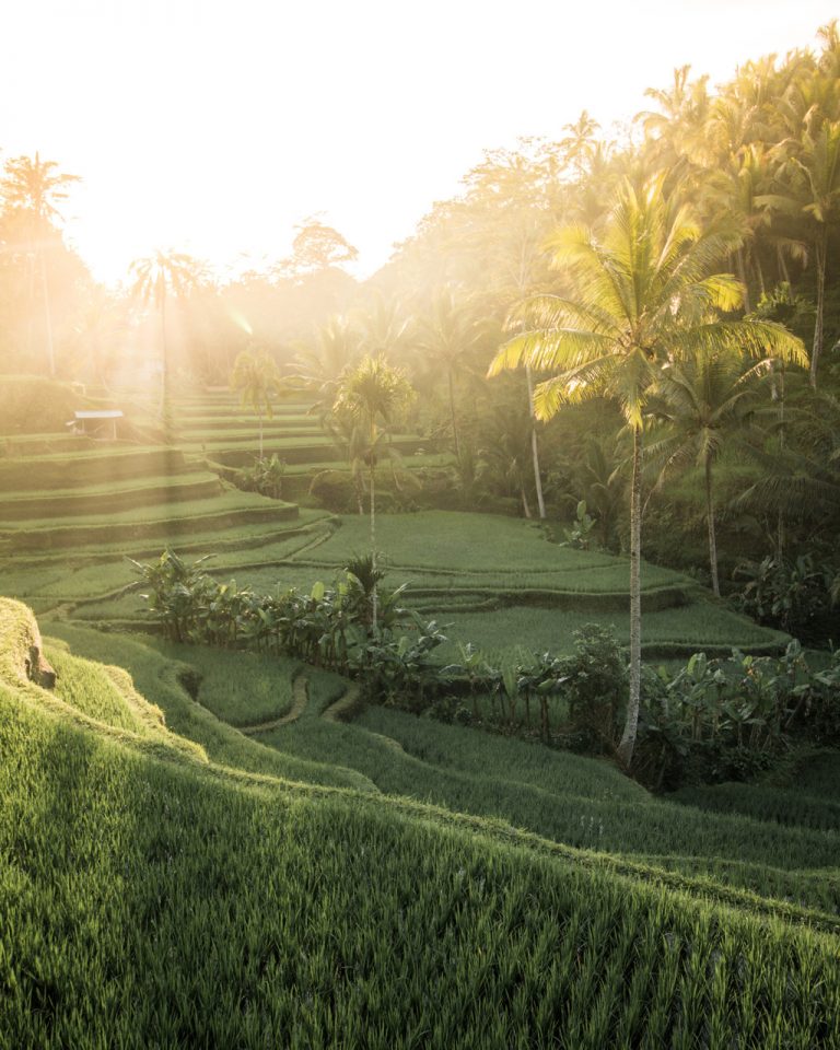 wyprawa na Bali pola ryżowe